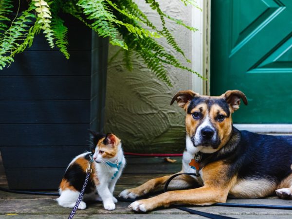 Best Pets For Seniors: Cats or Dogs?